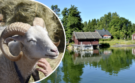 Kokka kohti Pentalaa – tee päiväretki saaristomuseoon Espoon edustalle